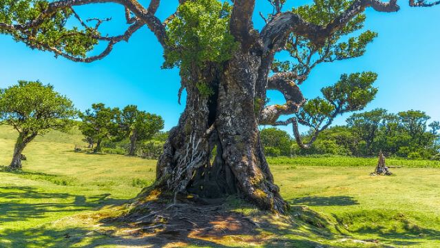 West 4x4 Experience: Skywalk, Porto Moniz Pools and Fanal Forest