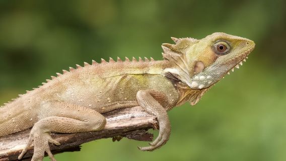 Cairns Kuranda Rainforest Experience (Including Transfers + Train + Cable Car + Amphibious Vehicle)