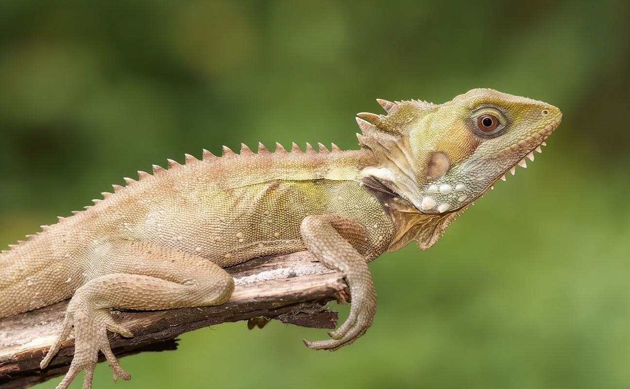 ประสบการณ์ป่าฝนคันส์เคิร์นส์ออสเตรเลีย (รวมบริการรับส่ง + รถไฟ + กระเช้าลอยฟ้า + รถสะเทินน้ำสะเทินบก)