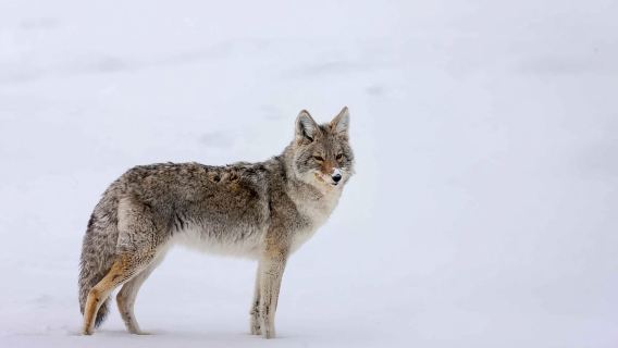 Ab Banff: Premium-Tour „Banff – Wildtiere und landschaftliche Höhepunkte“