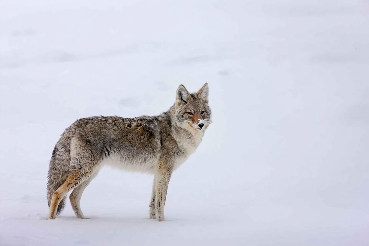 From Banff: Banff Wildlife & Scenic Highlights Premium Tour