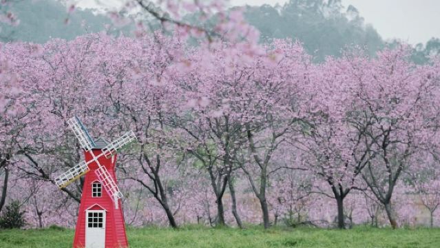 Lawatan sehari ke Lembah Sakura Xinfeng Shaoguan + Kuil Donghua untuk berdoa dan menikmati sakura [Lawatan sewa peribadi dengan pengangkutan dari rumah]