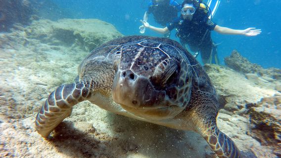 Discover Scuba diving