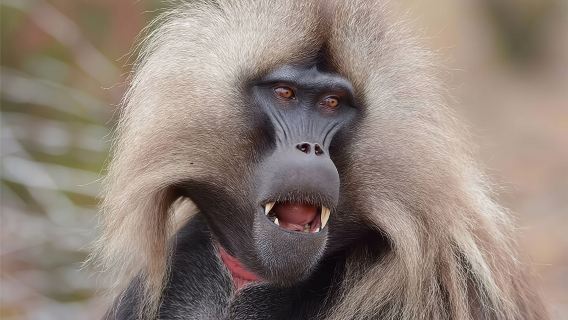 ทริปวันเดียวจากแอดดิสอาบาบา ชมวัดประวัติศาสตร์ ธรรมชาติอันน่าทึ่ง สัตว์ และนก