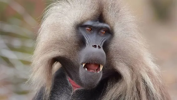 Dagreis van Addis Abeba: Bezoek historisch klooster, prachtige natuur, dieren en vogels