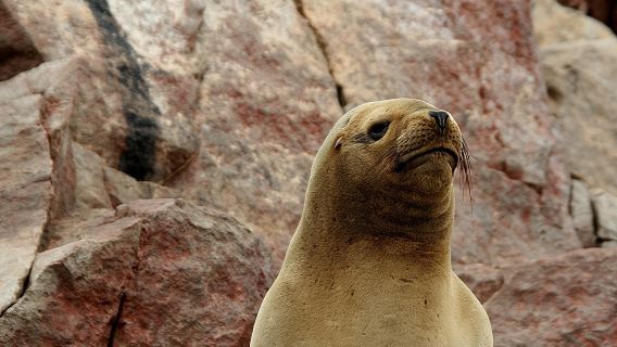 Excursión en grupo a las Islas Ballestas desde Paracas