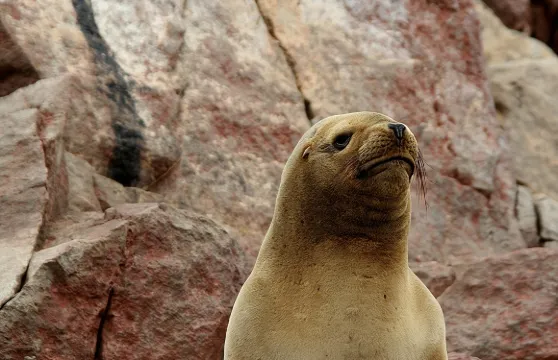 從帕拉卡斯出發的巴耶斯塔斯群島團體遊