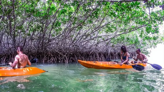 Chuyến tham quan bằng thuyền kayak và lặn ống thở Clearbottom Mangrove