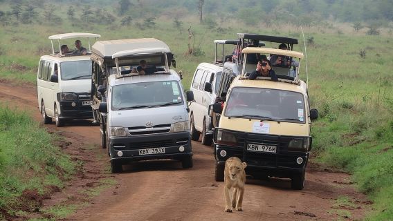 Nairobi National Park, Sheldrick Elephant, Giraffe Centre Tour