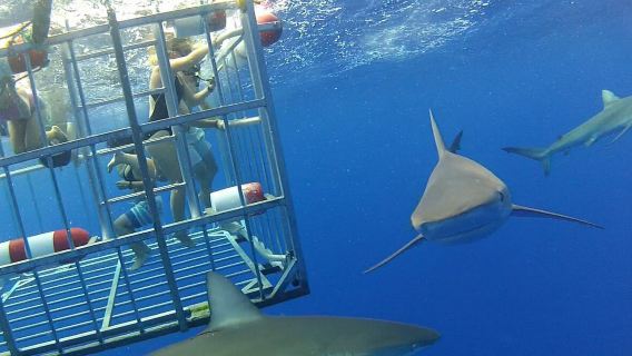 Двухчасовой ознакомительный дайвинг и снорклинг в Гонолулу, США: подводное приключение с наблюдением за акулами в клетке