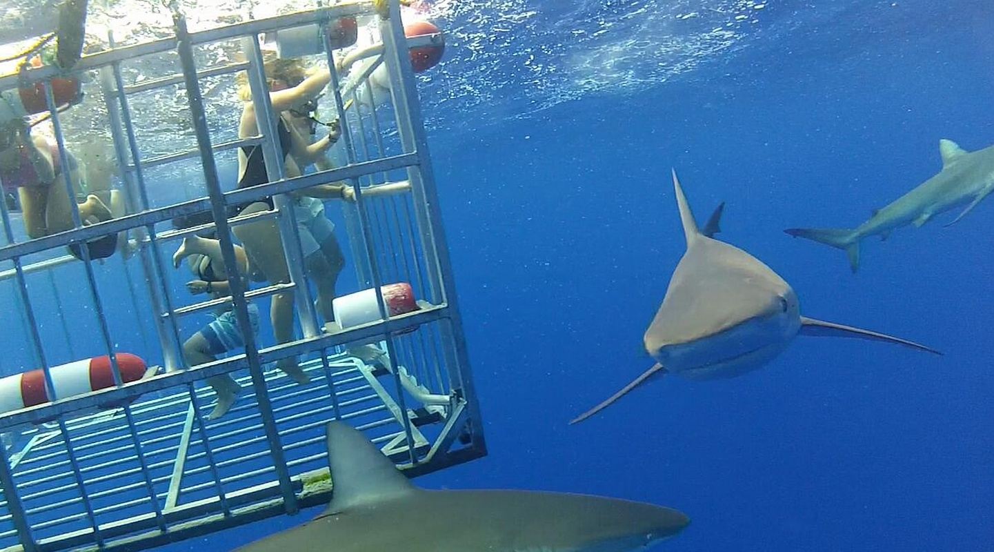 2-Hour Shark Cage Diving & Snorkeling Adventure in Honolulu, USA