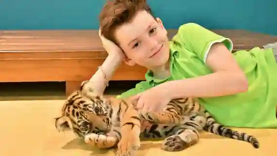 【摸老虎】普吉Tiger Park Phuket查龍老虎公園