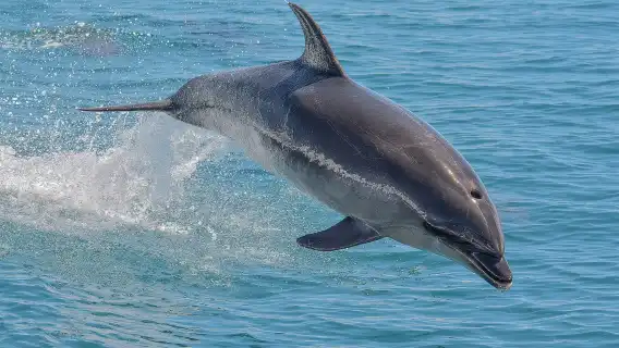 ทัวร์ล่องเรือชมปลาวาฬและโลมา 4.5 ชั่วโมงที่อ่าวเฮารากี โอ๊คแลนด์ ประเทศนิวซีแลนด์ Auckland Whale and Dolphin Safari