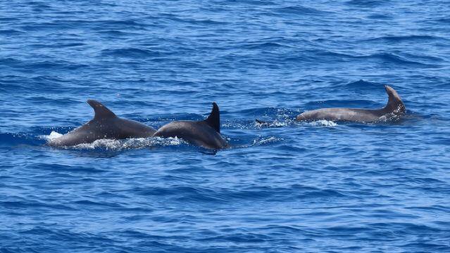 Crociera di lusso a 3 isole con 4 soste per nuotare con il Capitano Morgan