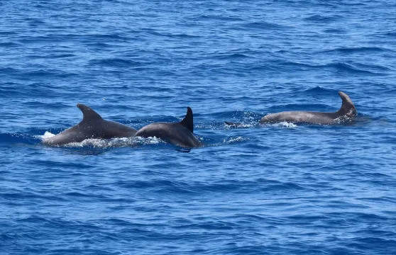 3座島嶼豪華郵輪之旅，4個游泳站點，由Captain Morgan主理