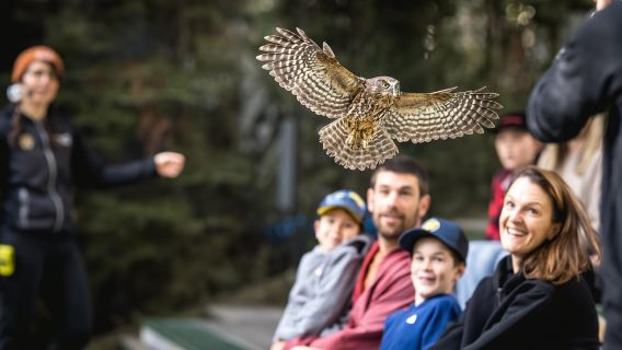 Eintrittskarte für den Kiwi Park