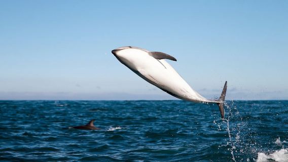 San Diego: Tour de avistamiento de ballenas