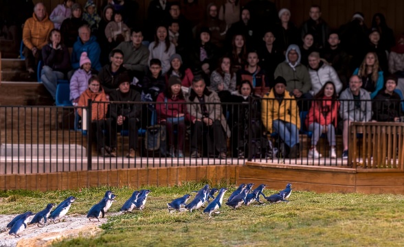Oamaru: Vé xem chim cánh cụt buổi tối