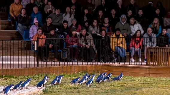 Oamaru: Blue Penguin Colony Evening Viewing Ticket
