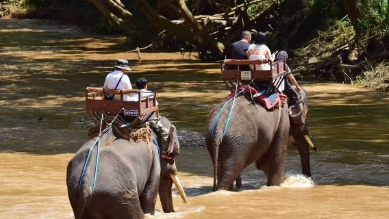 Campamento de entrenamiento de elefantes Mae Taeng en Chiang Mai, Tailandia [paseo en elefante, espectáculo de elefantes, paseo en carreta de bueyes, rafting en balsas de bambú, tribu de cuello largo, etc.]