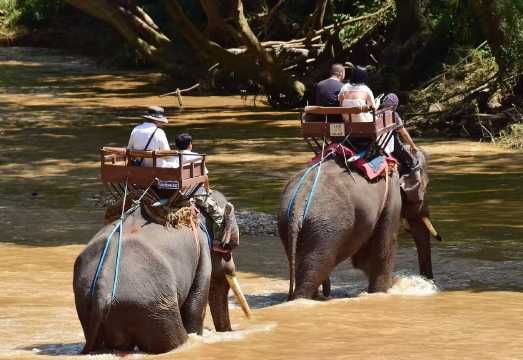 Chiang Mai Maetang Elephant Park [Elephant ride, elephant show, ox cart ride, bamboo rafting, long-neck tribe visit, and more]