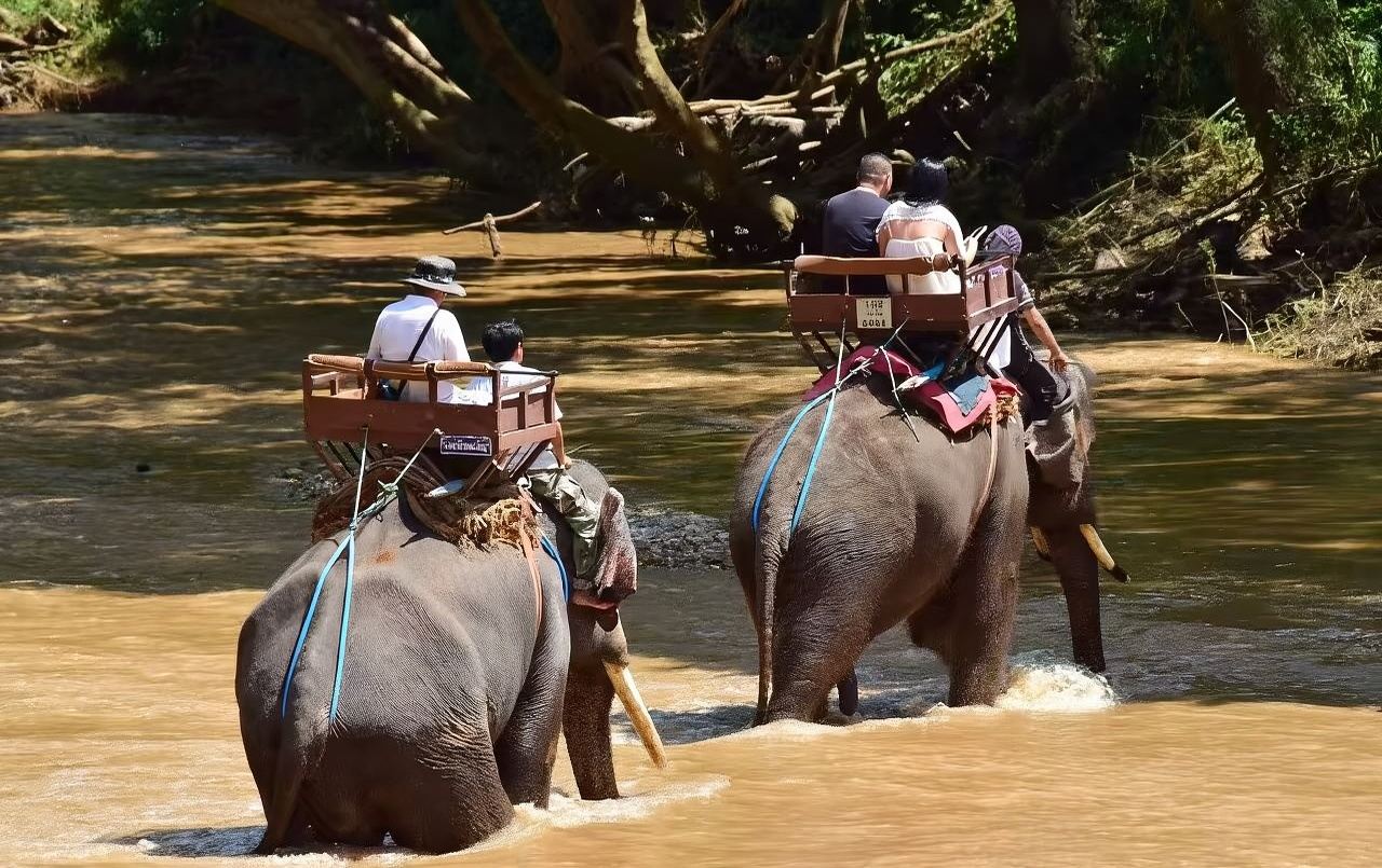 Campo di addestramento degli elefanti di Mae Taeng, Chiang Mai, Thailandia [Passeggiata in elefante, spettacolo di elefanti, carro trainato da buoi, rafting in bambù, tribù Karen dal collo lungo, ecc.]