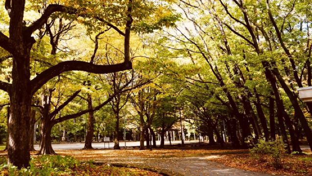 日本小樽運河+水天宮【中文司機/可訂多日】