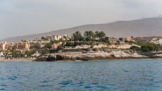 Costa Adeje: ล่องเรือเชิงนิเวศชมวาฬและโลมา พร้อมของว่างและเครื่องดื่ม