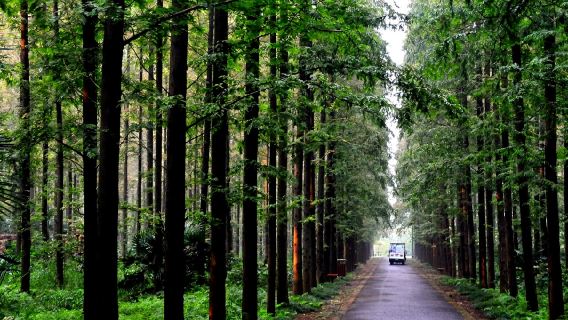 Excursión de un día a la isla Chongming de Shanghái [grupo privado con opción de atracciones naturales/degustación de comida rural/actividades folclóricas]