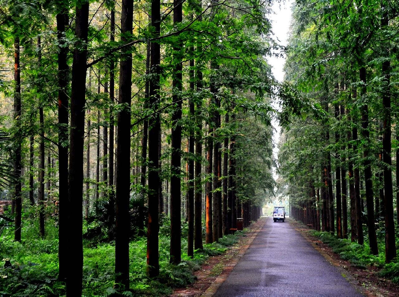 เซี่ยงไฮ้เกาะฉงหมิงทัวร์ 1 วัน [เหมาทัวร์เลือกสถานที่ท่องเที่ยวธรรมชาติได้/ลิ้มลองอาหารฟาร์ม/กิจกรรมพื้นบ้าน]