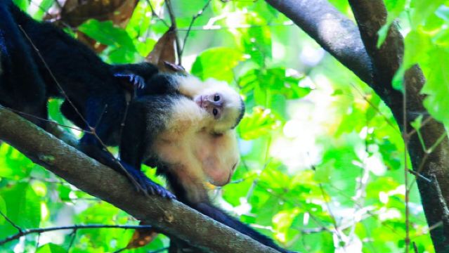 Terraba Sierpe National Wetlands - Mangrove Tour