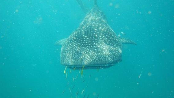 ザンジバルからの区間で行くマフィア島ホオジロザメ日帰りツアー