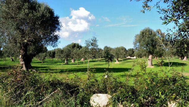 Lecce and Salento: e-bike tour through seaside villages and ancient farms