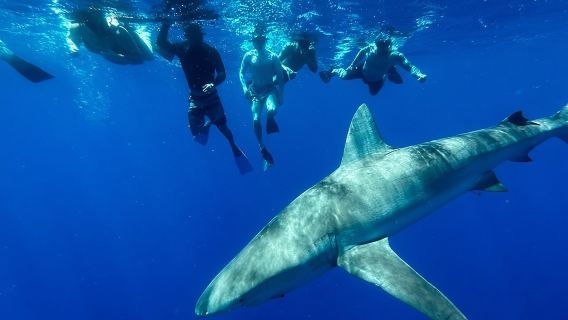 Cage-Free Shark Swim from Oahu