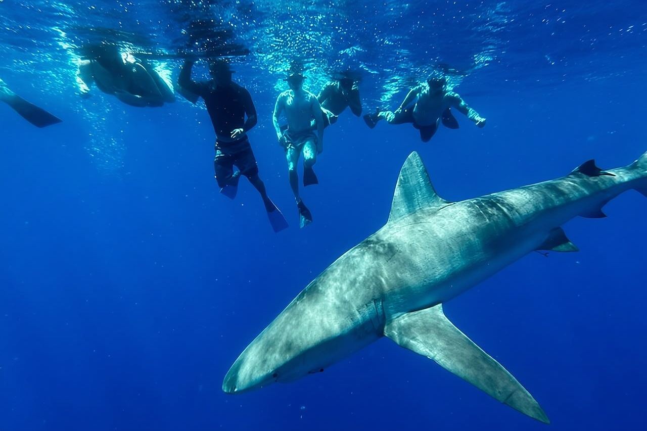 Käfigfreies Haifischschwimmen vor Oahu