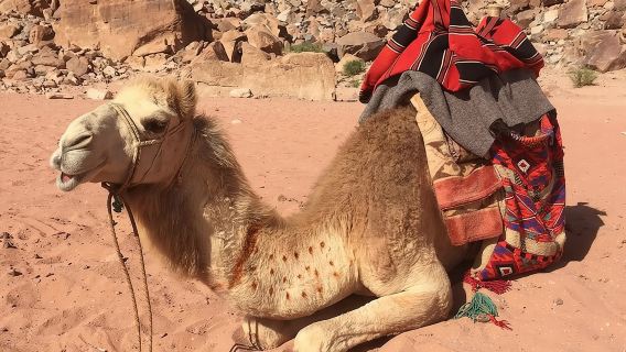 AqabaTours