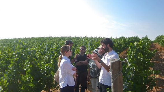 Visita guiada a bodegas de la campiña madrileña con cata de vinos