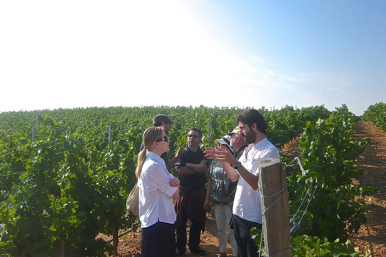 Rondleiding door wijngaarden op het platteland van Madrid met wijnproeverij