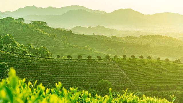 杭州靈隱茶園採茶丨體驗宋代點茶ღ附茶筐斗笠道具・含山居庭院休閒茶點
