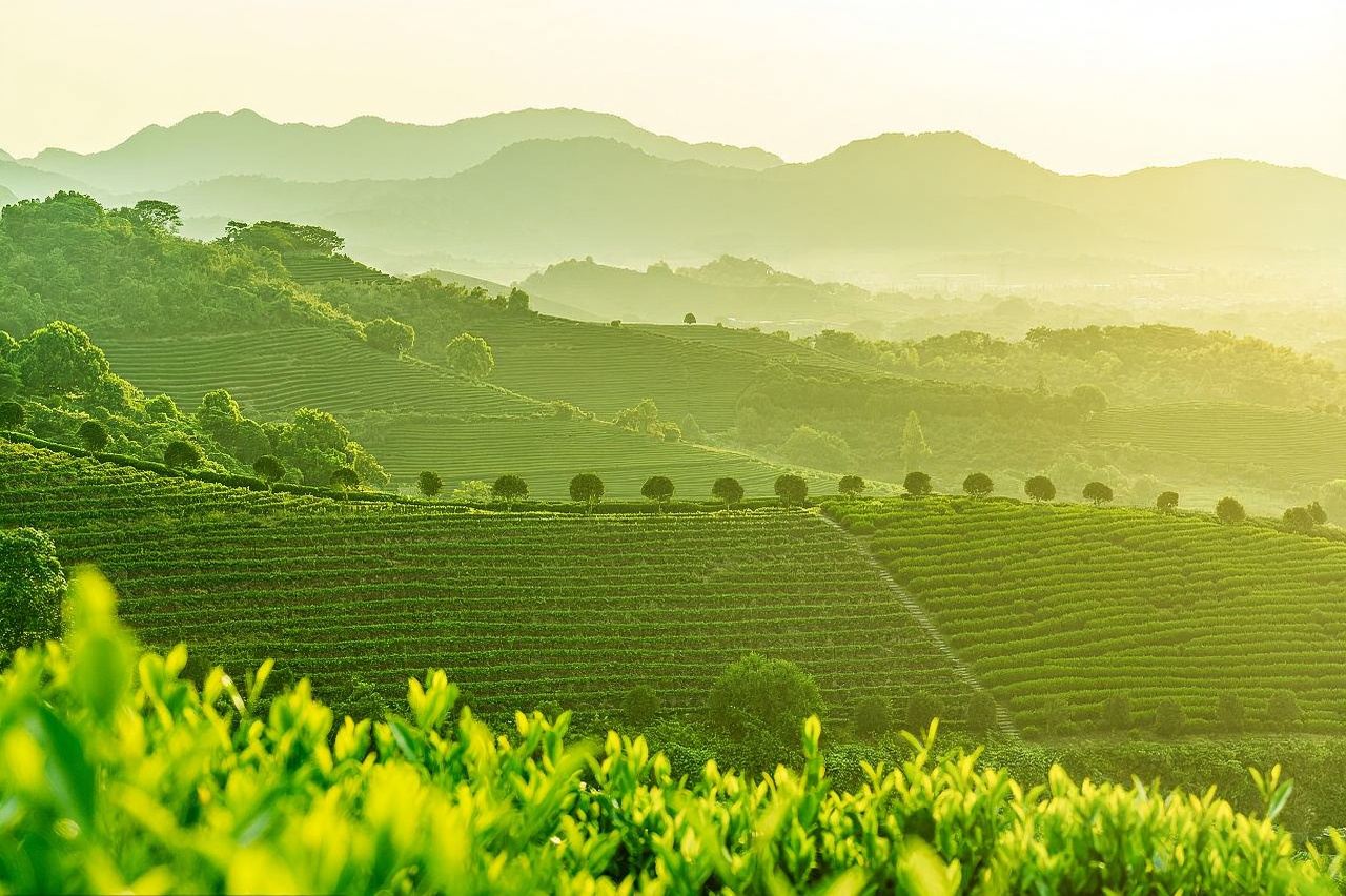 杭州靈隱茶園採茶丨體驗宋代點茶ღ配茶筐斗笠道具・包括山居庭院休閒茶點