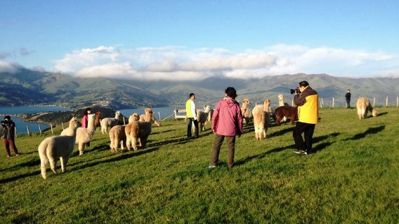 基督城阿卡羅阿海豚觀賞航行+莎瑪拉羊駝牧場一日遊