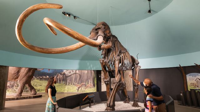 ตั๋วเข้าพิพิธภัณฑ์และบ่อน้ำมันลาบรีอา พร้อมทัวร์นักขุดค้น