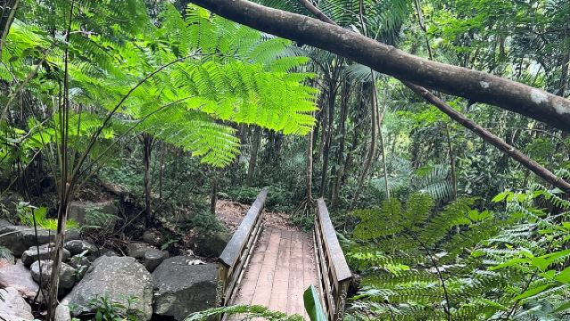 Экскурсия с транспортом в Карибский национальный лес