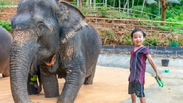 布吉島芭東擁抱大象保護營【洗澡/餵食/親子互動/酒店接送】