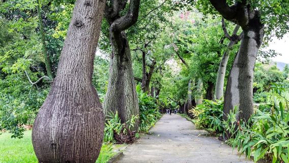 Palermo: biglietto d'ingresso all'Orto Botanico e app audio Palermo