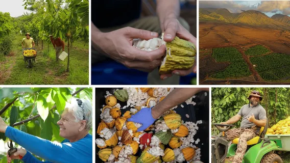 Лахайна: экскурсия по ферме какао Maui Ku'ia Estate с дегустацией