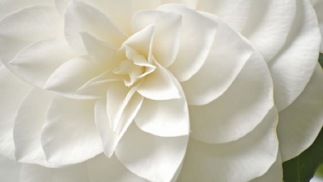 Tremezzina: Villa Carlotta Museum and Garden Entry Ticket