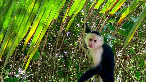 Puerto Limón: tour in barca sui canali del Tortuguero e nel giardino di Maratopia
