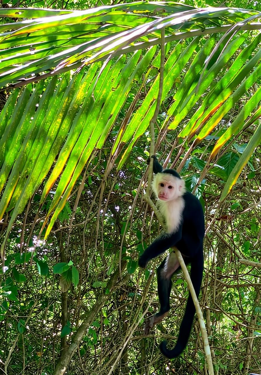 Puerto Limón: tour in barca sui canali del Tortuguero e nel giardino di Maratopia