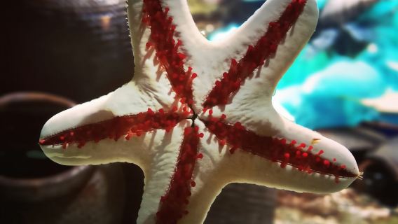 Kuala Lumpur: Entrada al Aquaria KLCC